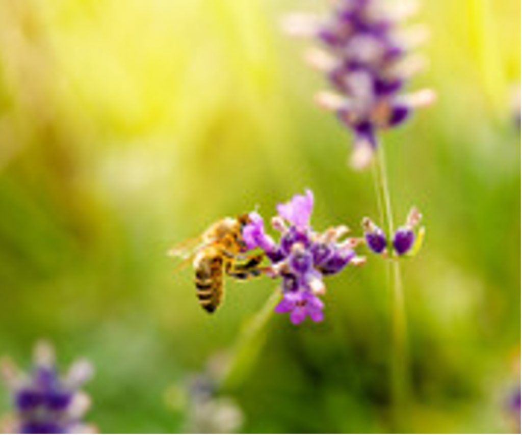 Lavender seeds 2 at drupa Gutenberg Graphic Machines